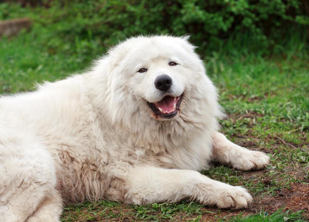 Maremma Sheep Dog Breed Image 14