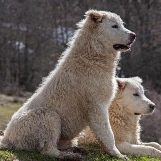 Maremma Sheep Dog Breed Image 18