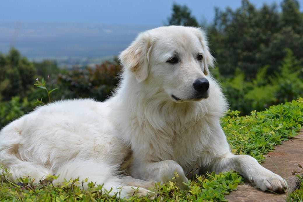 Maremma Sheep Dog Breed Image 2