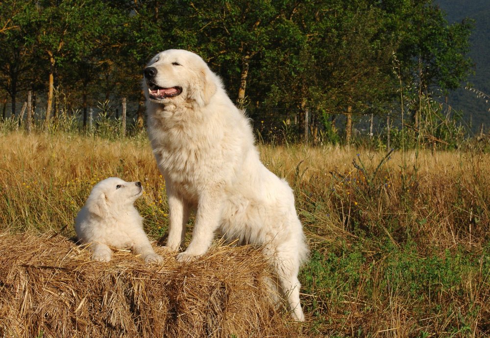 Maremma Sheep Dog Breed Image 3