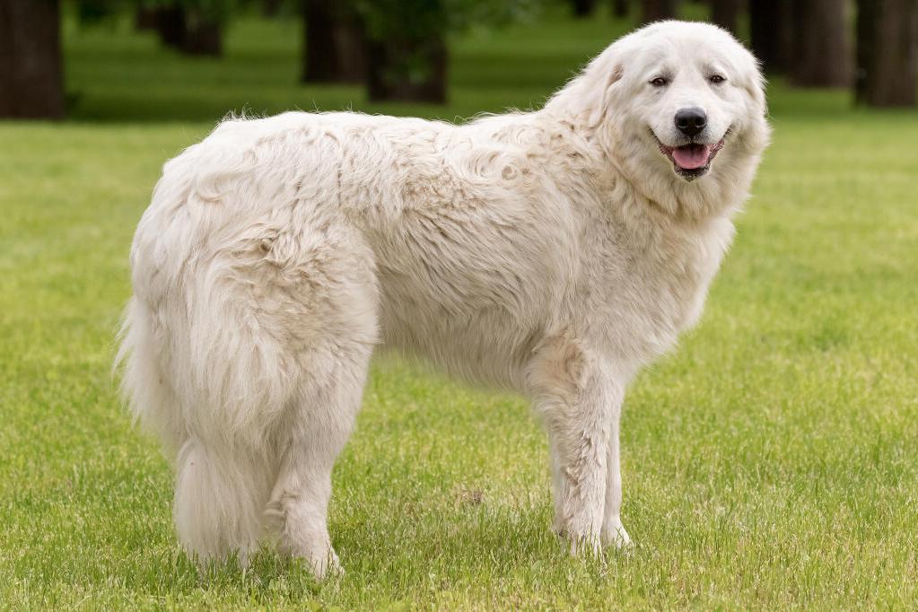 Maremma Sheep Dog Breed Image 7