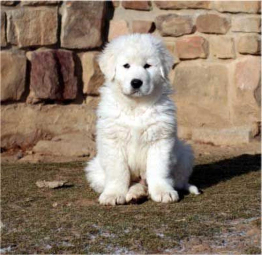 Maremma Sheep Dog Breed Image 9