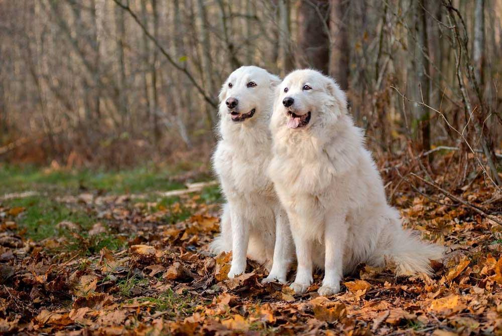 Maremmano-Abruzzese Sheep Dog Breed Image 1