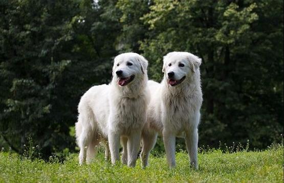 Maremmano-Abruzzese Sheep Dog Breed Image 11