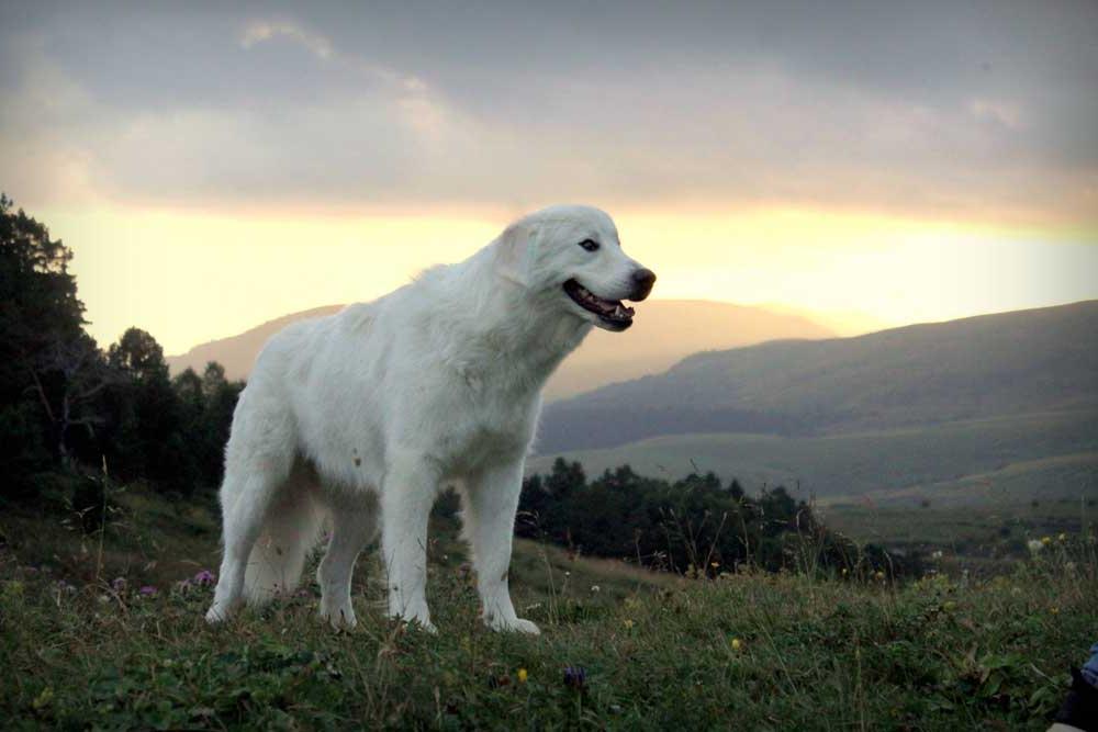 Maremmano-Abruzzese Sheep Dog Breed Image 12