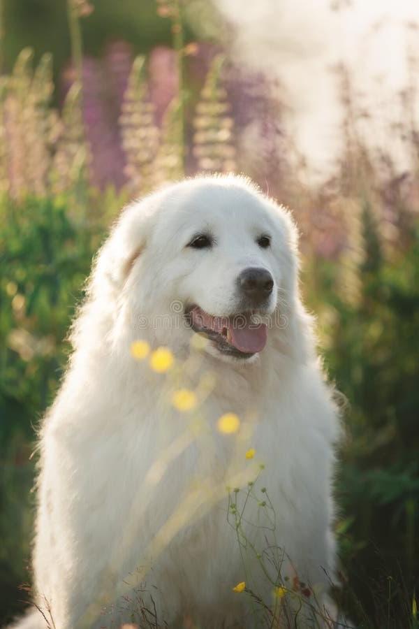 Maremmano-Abruzzese Sheep Dog Breed Image 20