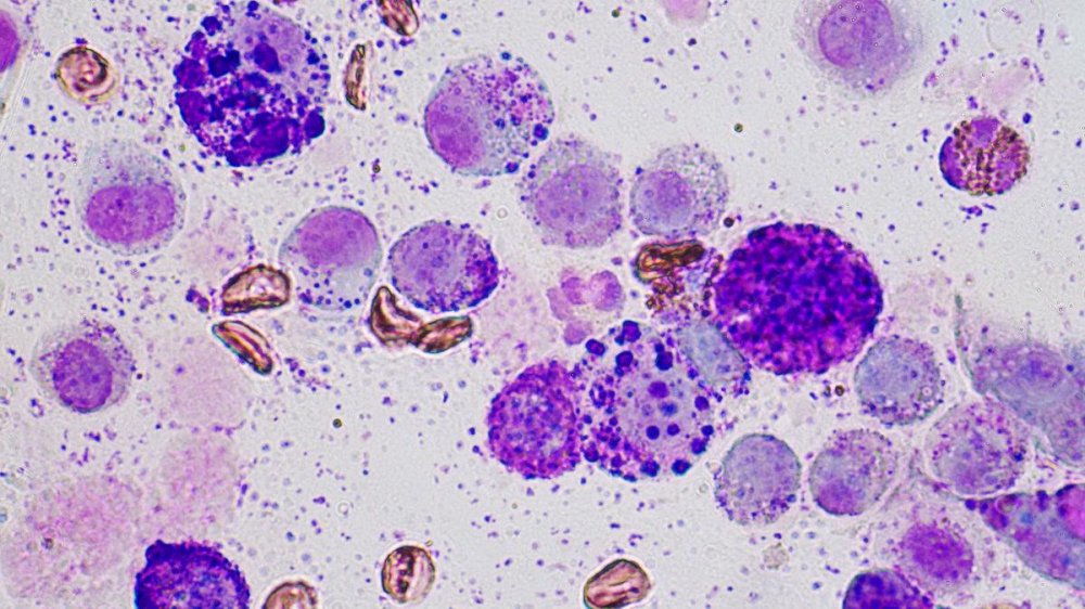 Mast Cell Tumours in Dogs Image 16