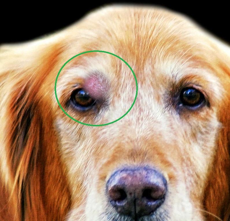 Mast Cell Tumours in Dogs Image 2