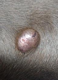 Mast Cell Tumours in Dogs Image 20