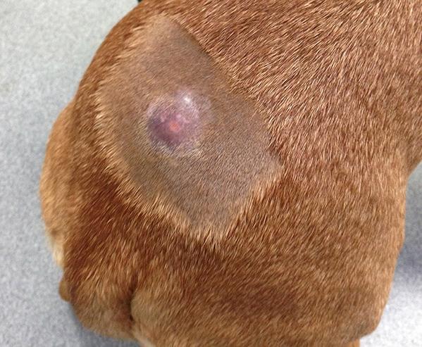 Mast Cell Tumours in Dogs Image 5