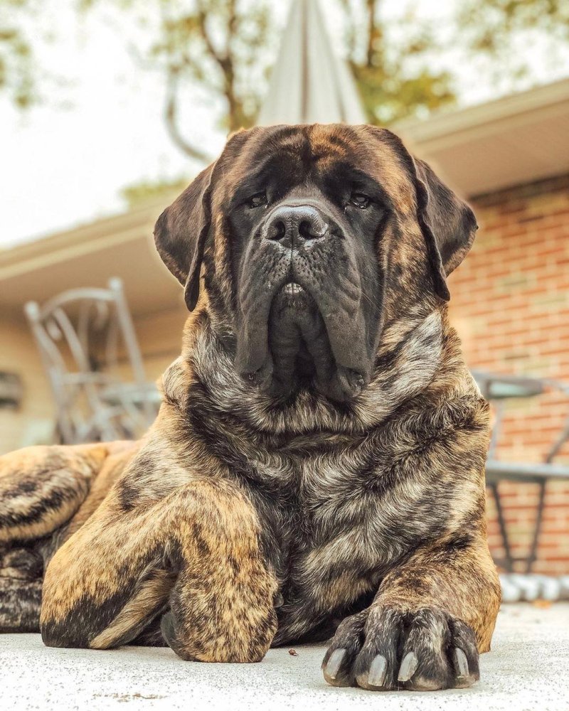 Mastiff Dog Breed Image 10