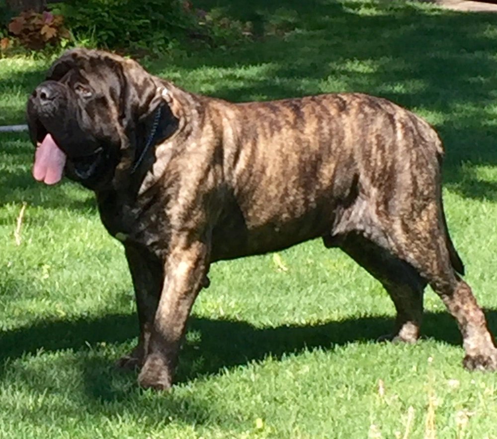 Mastiff Dog Breed Image 12