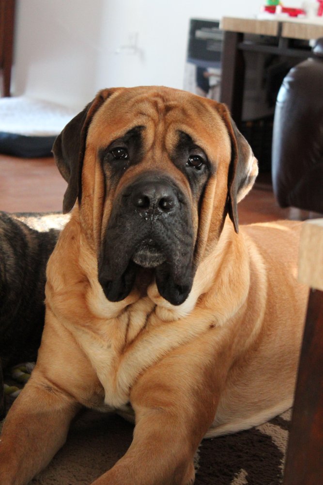 Mastiff Dog Breed Image 4