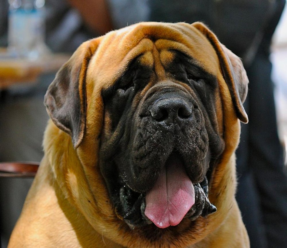 Mastiff Dog Breed Image 7