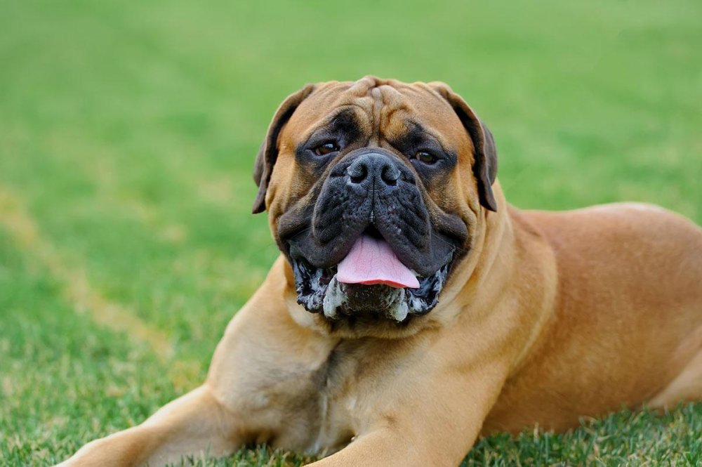 Mastiff Dog Breed Image 9