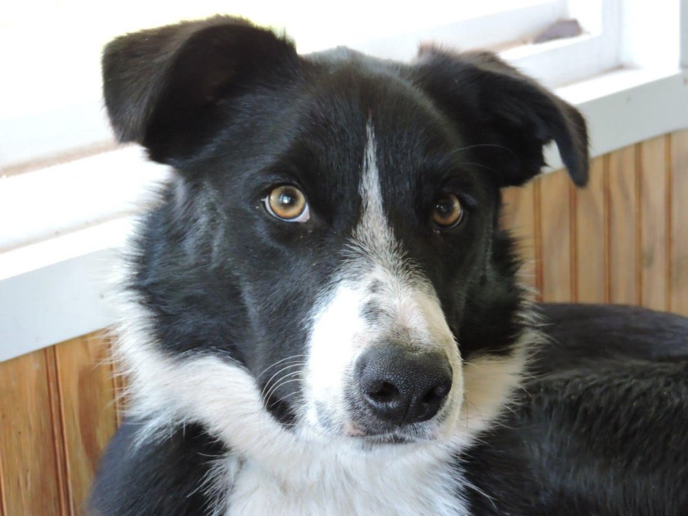 McNab  Collie Dog Breed Image 11