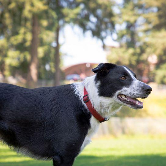 McNab  Collie Dog Breed Image 14