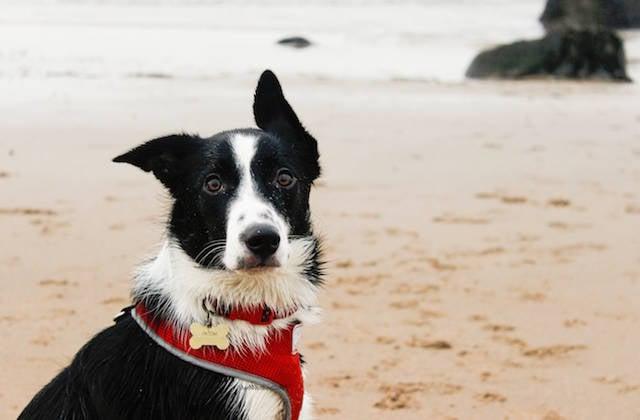 McNab  Collie Dog Breed Image 16