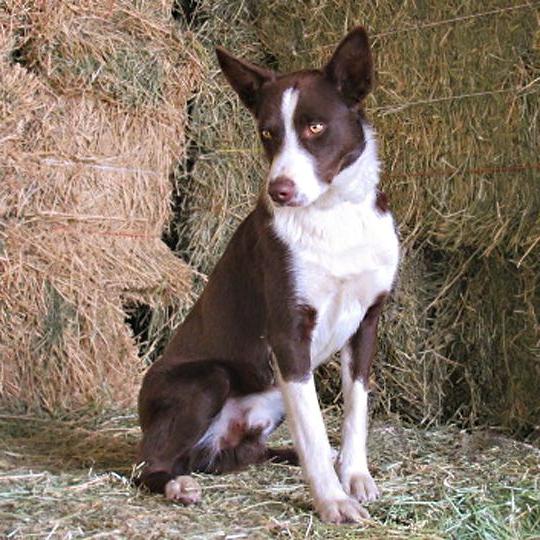 McNab  Collie Dog Breed Image 19