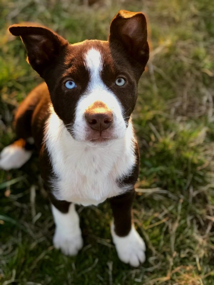 McNab  Collie Dog Breed Image 2