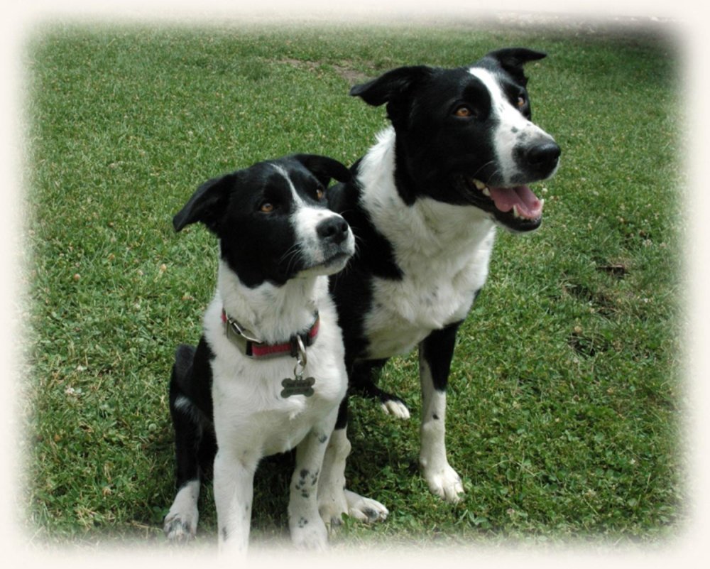 McNab  Collie Dog Breed Image 9