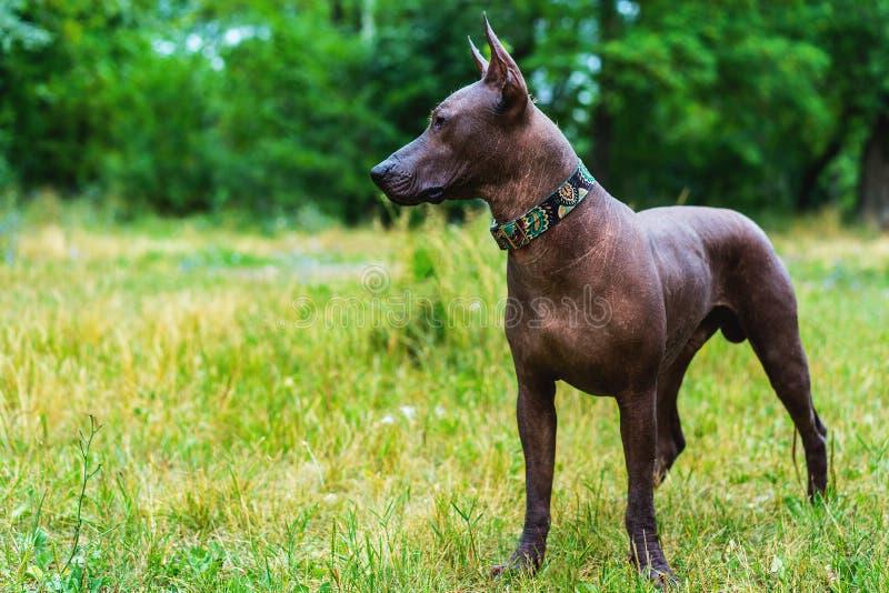 Mexican Hairless Dog Breed Image 16