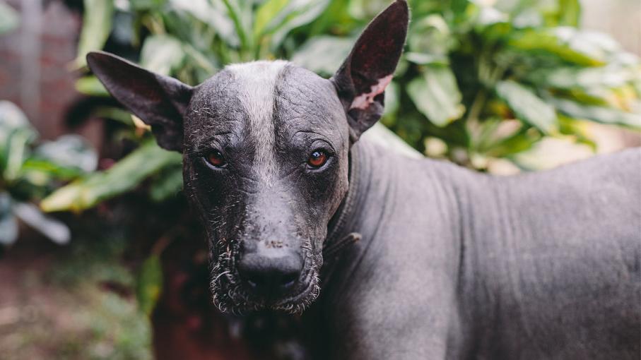 Mexican Hairless Dog Breed Image 17