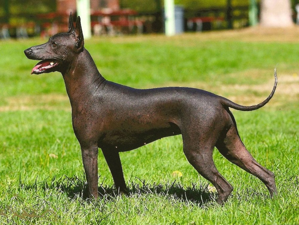 Mexican Hairless Dog Breed Image 4