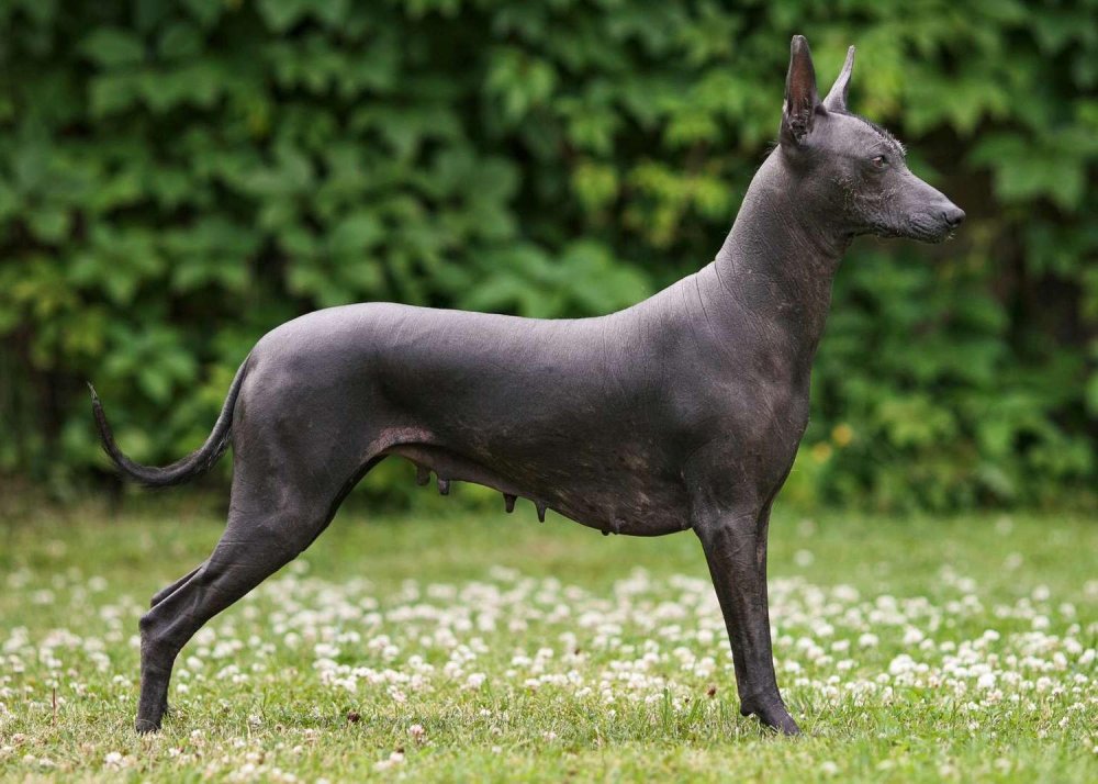 Mexican Hairless Dog Breed Image 7