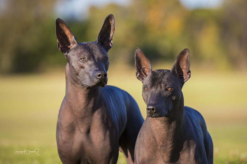 Mexican Hairless Dog Breed Image 8