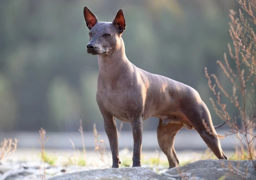 Mexican Hairless Dog Breed Image 9