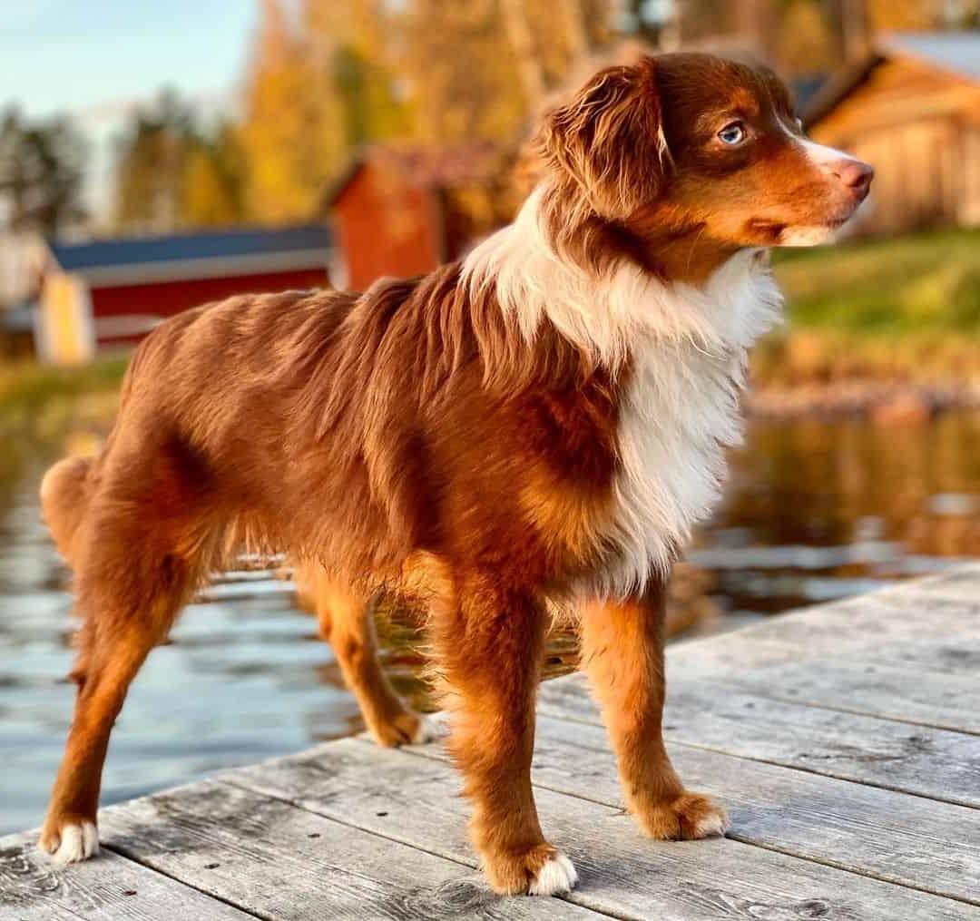 Miniature American Shepherd Dog Breed Image 15