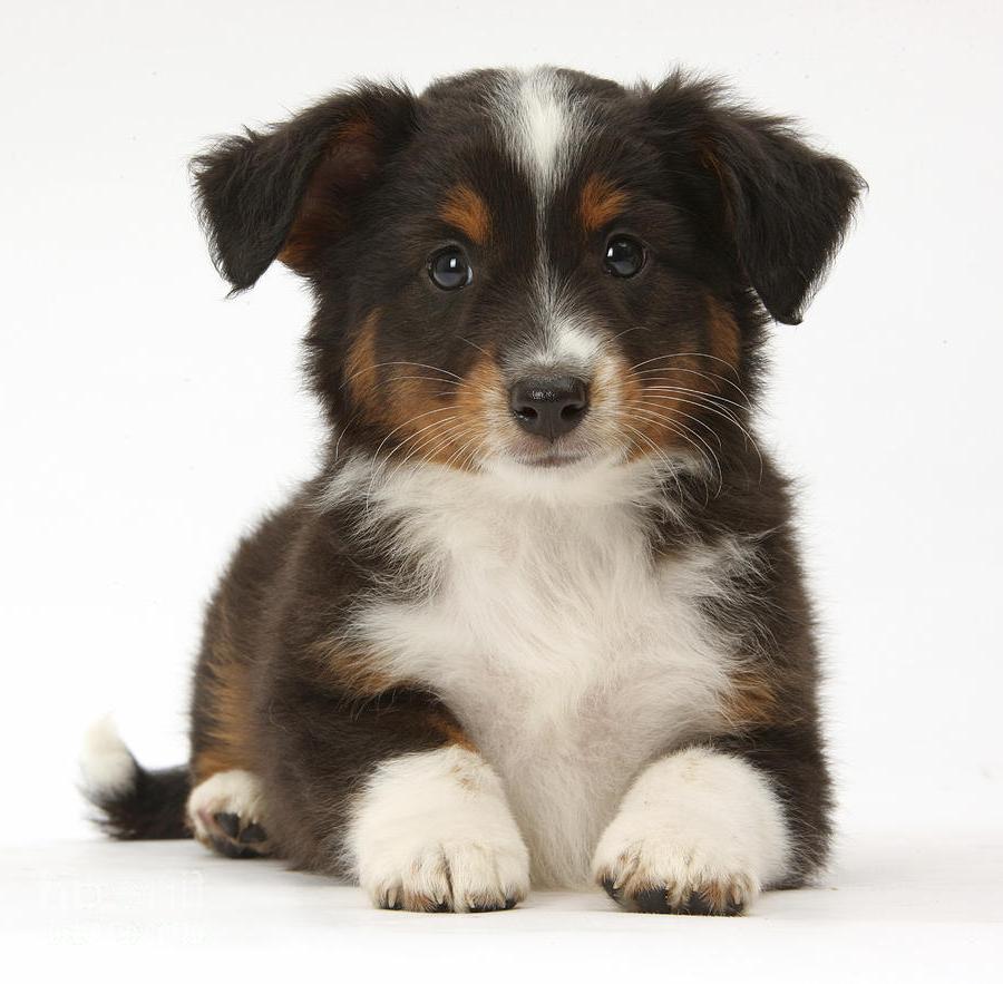 Miniature American Shepherd Dog Breed Image 18