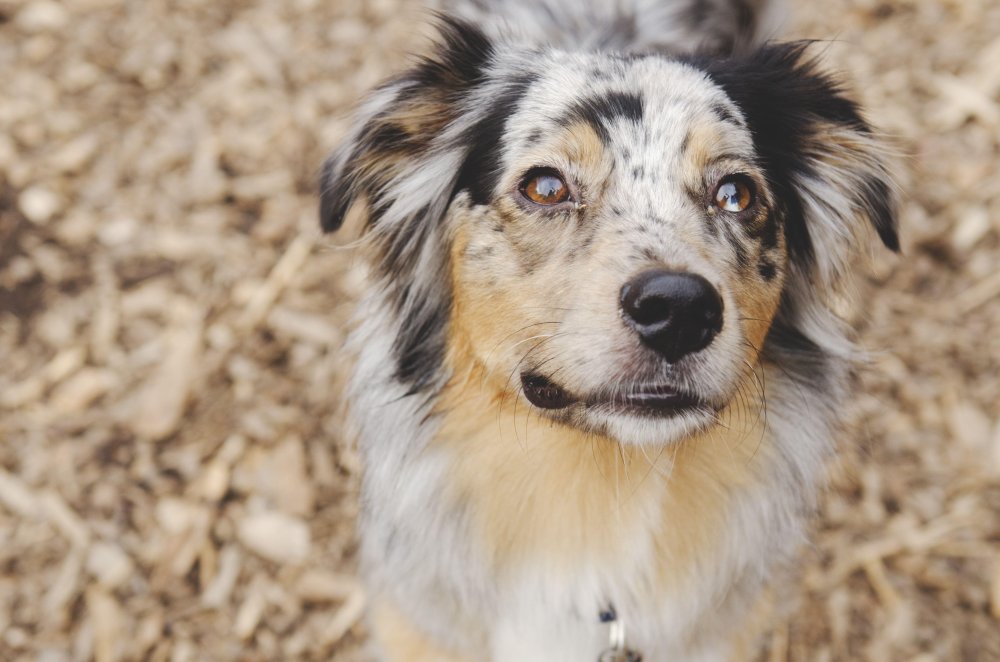 Miniature American Shepherd Dog Breed Image 6