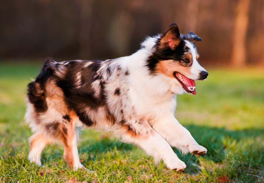 Miniature American Shepherd Dog Breed Image 7