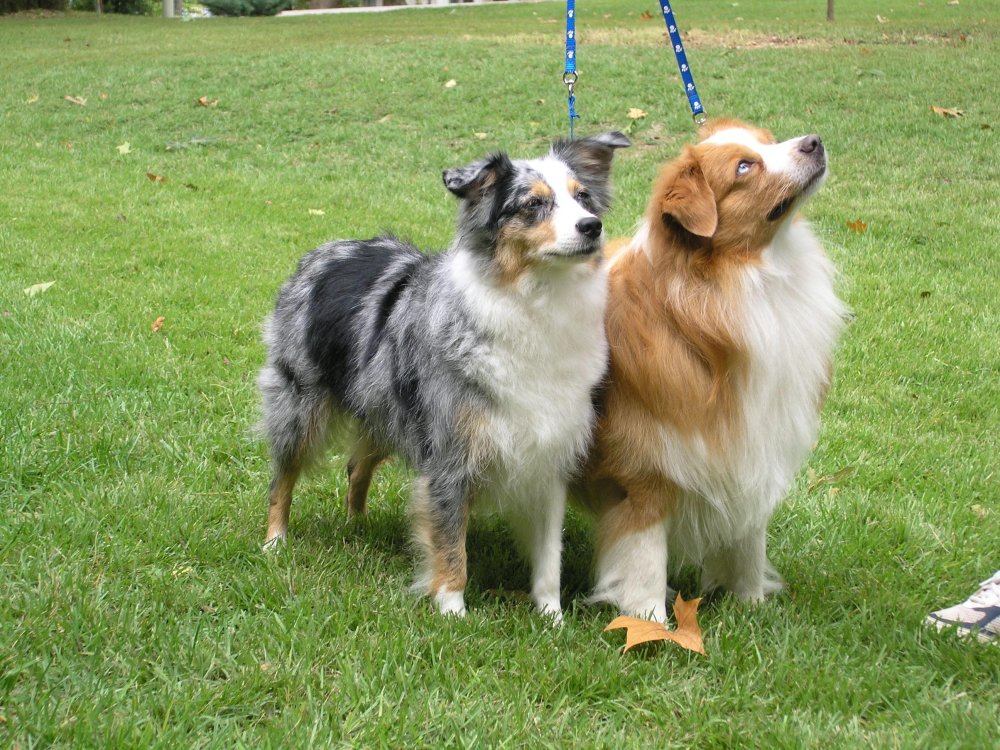 Miniature American Shepherd Dog Breed Image 9