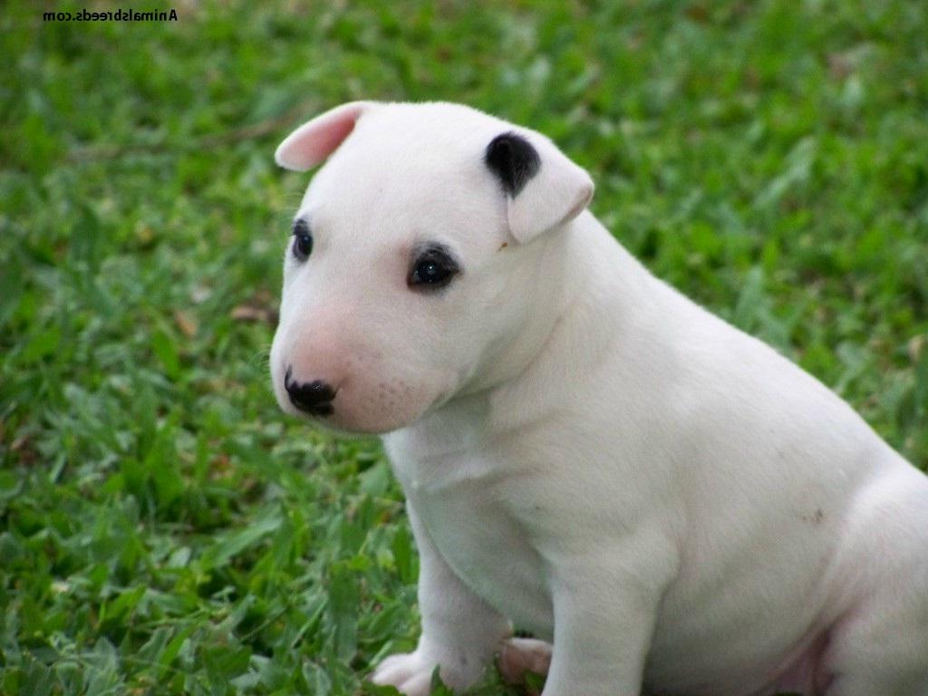 Miniature Bull Terrier Dog Breed Image 10