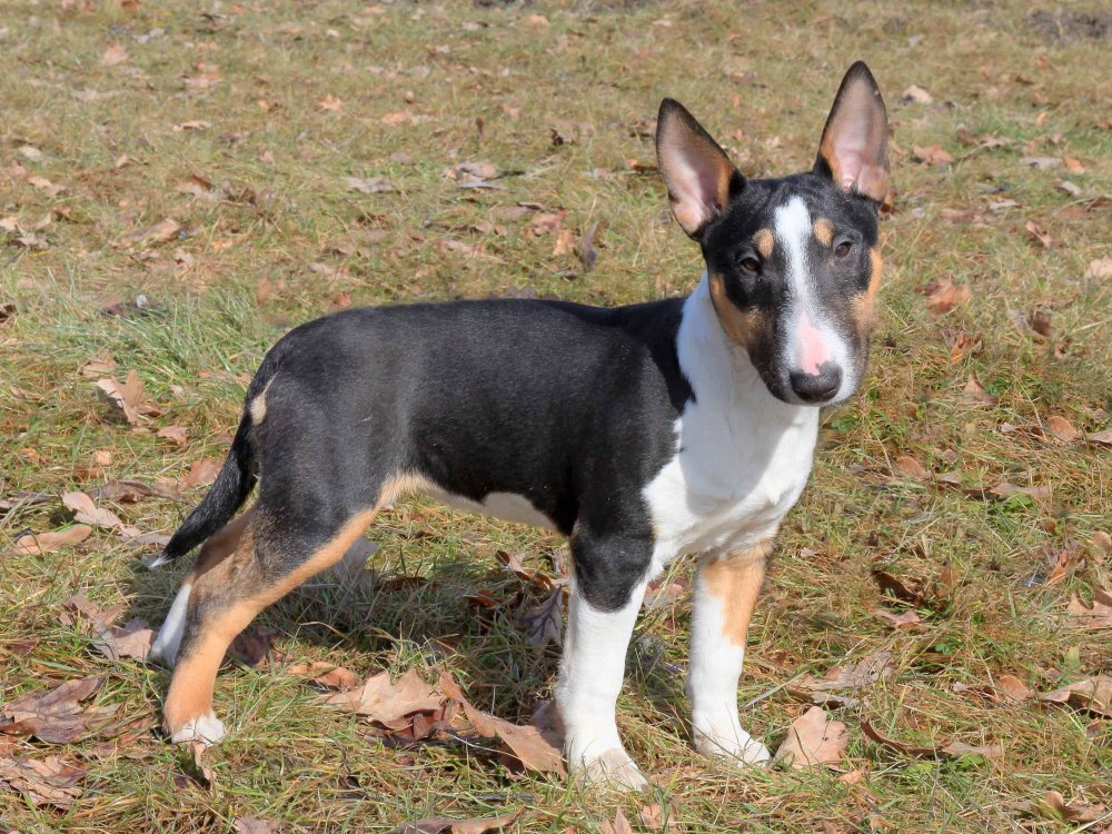 Miniature Bull Terrier Dog Breed Image 11