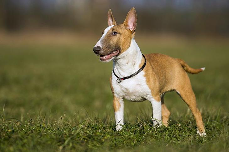 Miniature Bull Terrier Dog Breed Image 12