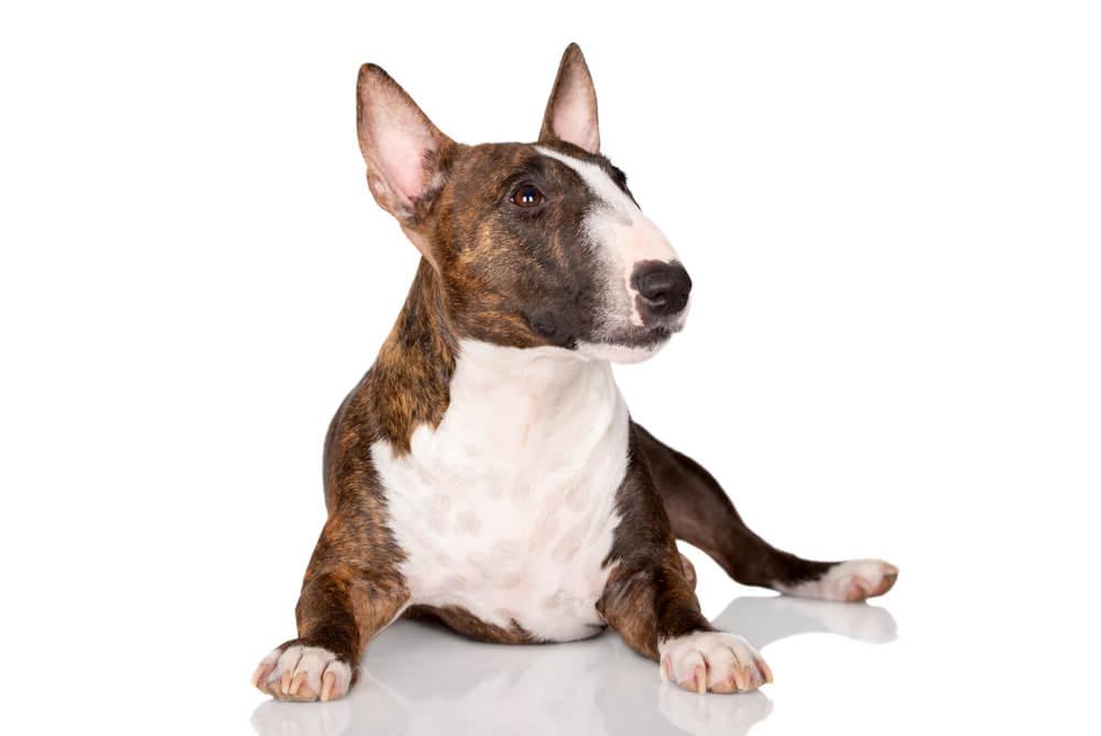 Miniature Bull Terrier Dog Breed Image 13