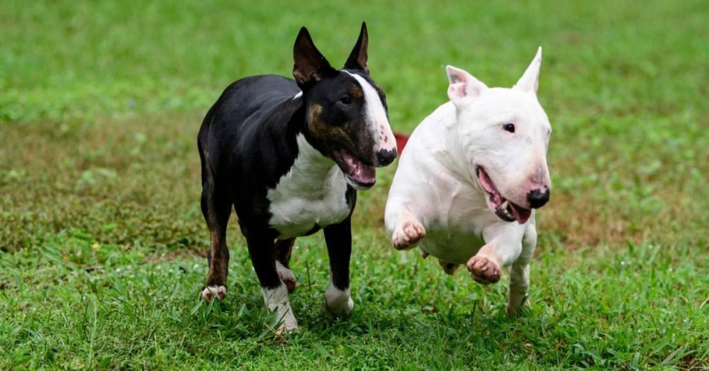 Miniature Bull Terrier Dog Breed Image 18