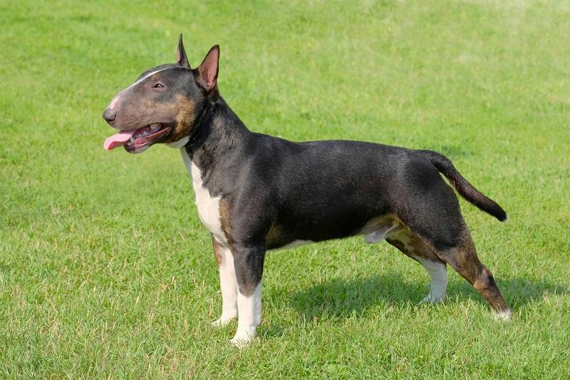 Miniature Bull Terrier Dog Breed Image 2