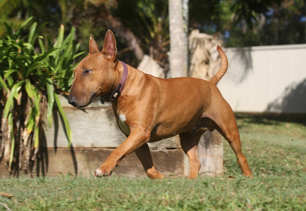 Miniature Bull Terrier Dog Breed Image 8