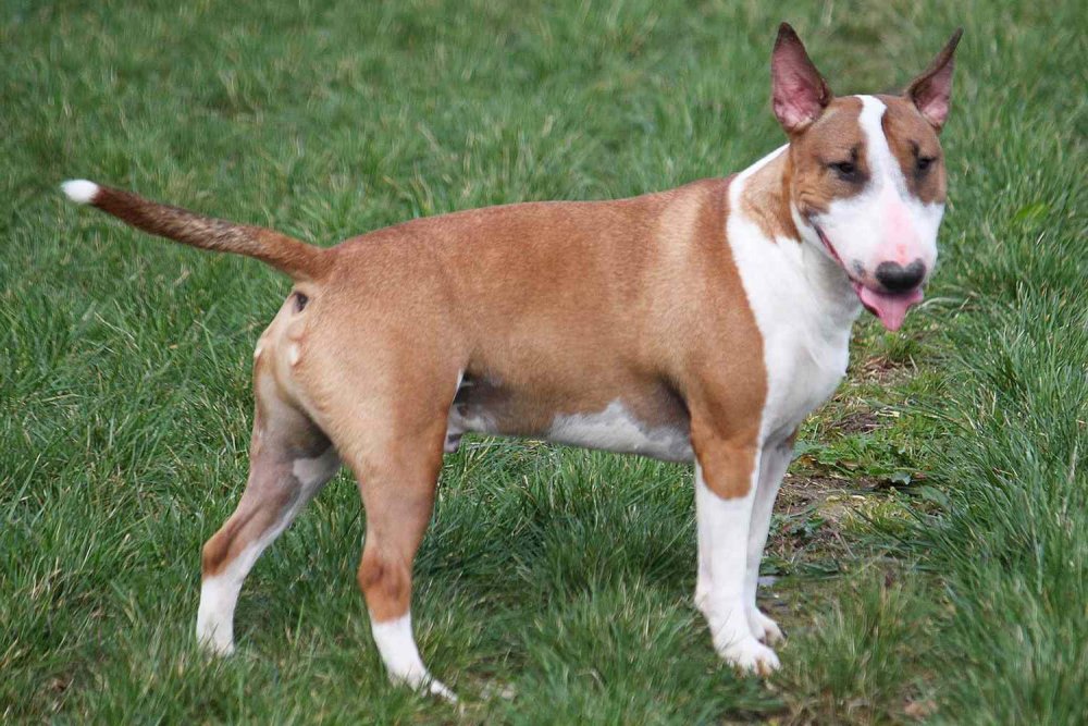 Miniature Bull Terrier Dog Breed Image 9