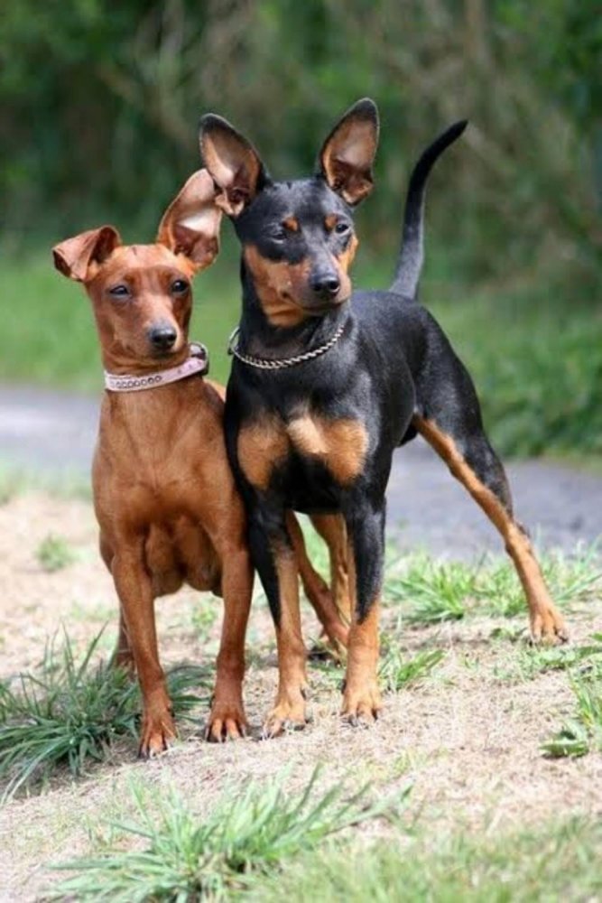 Miniature Pinscher Dog Breed Image 1