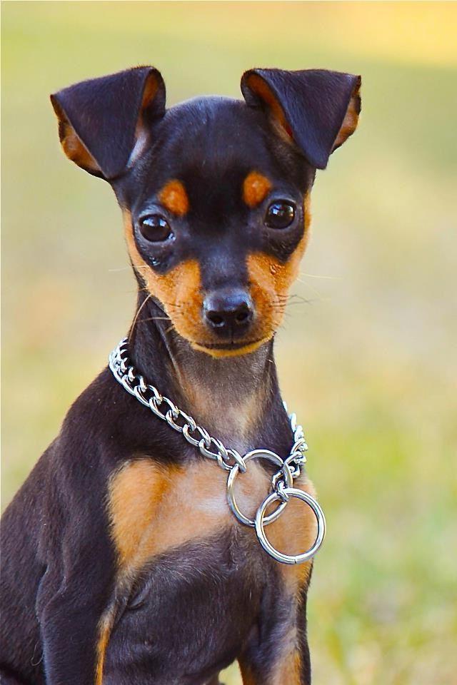 Miniature Pinscher Dog Breed Image 10