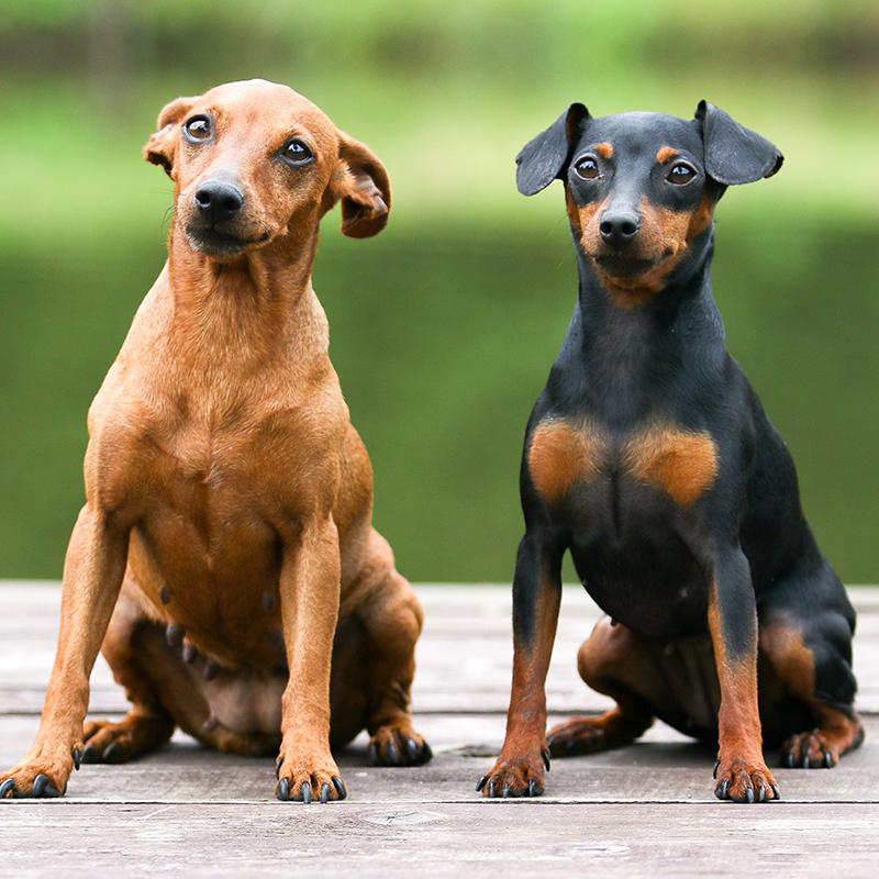 Miniature Pinscher Dog Breed Image 11