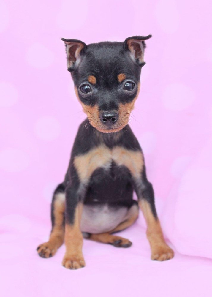 Miniature Pinscher Dog Breed Image 14