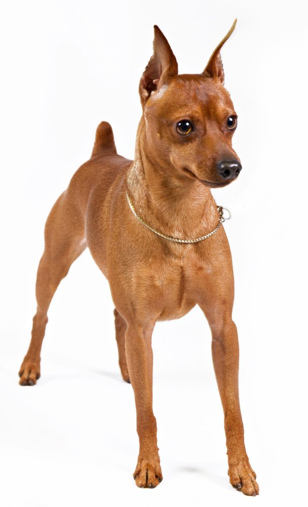 Miniature Pinscher Dog Breed Image 16