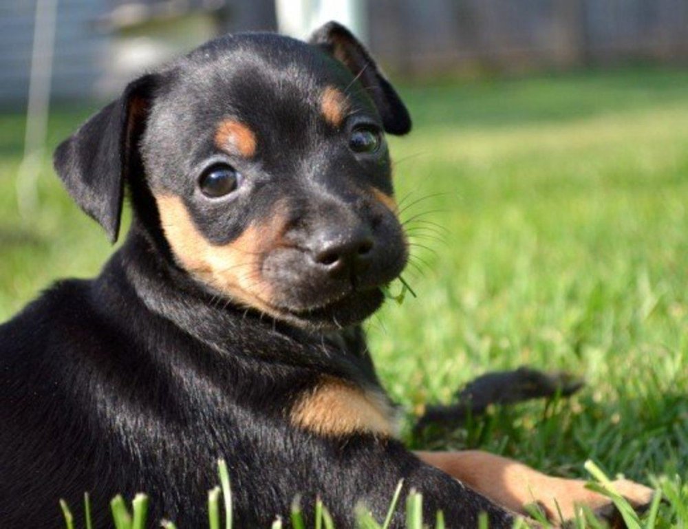 Miniature Pinscher Dog Breed Image 19